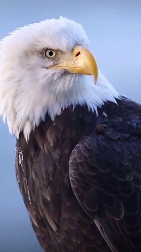 The Most Majestic Eagle: A Look Into the Incredible Strength and Abilities of the Bald Eagle