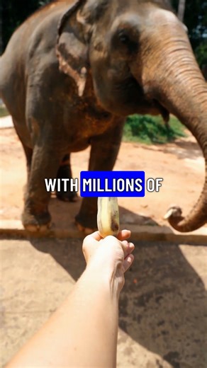 Amazing Animal Adaptations