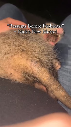 CHANGE THE OUTCOME on Instagram: "However…. It is not true that possums can’t get rabies. It’s very rare, but not never."