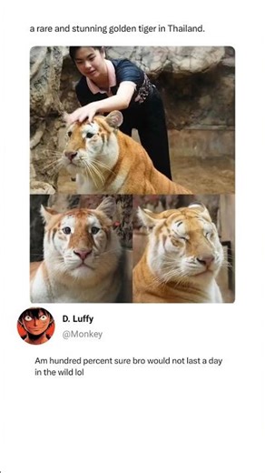Golden Tiger Looks Like He Pays Taxes and Has Back Pain 😭🐯