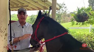 767K views · 10K reactions | Tu Caballo se tira para atras? Hoy hablaremos de varias alternativas que te pueden ayudar con esta incomoda costumbre. | Aperos 4J | Facebook