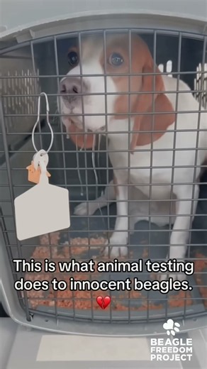 Why this breed is the most tested and why it must stop #animaltesting #facts #rescuedog
