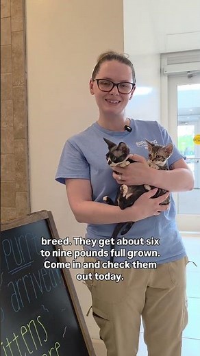 The Devon Rex is proof that big personality can come in a small, curly-coated package! 🐱✨