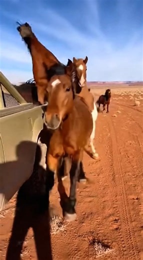 Wild Animal Encounters on Instagram: "Filming wild mustangs then they decided to run right past me. 😬 Ever been this close to pure wilderness power? #wildlife #mustangs #WyomingPlains #animals #shorts"