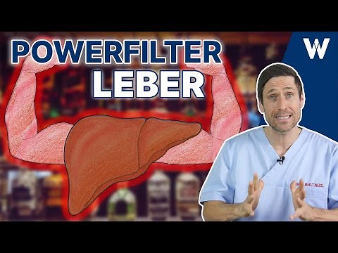 Many paths lead to the liver: A large organ with a major impact | Anatomy, function, diseases