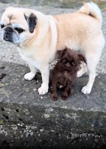 Cute Dog: The Ultimate Cuddle Companion