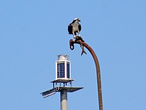 Maritime Aquarium Offering 'Birding Cruises' To Norwalk Islands