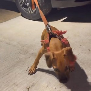 Nice puppy 💯 #apbt #adba #sportingdog #gamedog | As Gamedogs