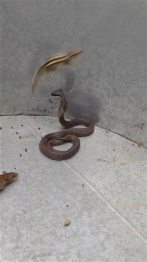 Snake vs mouse