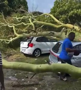 Isiphepho esiqhamuke esikhaleni sihamba nemvula simoshile eMapool eKhawini. Isihlahla siwe sapococoza izimoto. Kazi Insurance iyakukhokhela yini lokhu. | Ezivuthayo Emaputaland