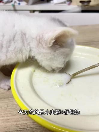 你们满月的小奶猫都吃了啥？ 今天34天了，看我们吃的什么辅食，吃得好香啊，小家伙现在对新的食物都挺有新鲜感的#猫咪进食记录 #猫咪吃播 #小猫咪吃播 #小奶猫辅食 #小奶猫怎么养