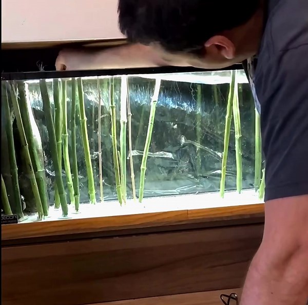 How to decorate your aquarium with a set of thin (non-floating) Aquadecor bamboo set #aquadecor#aquascaping #malawicichlids #tanganyikacichlids #3dbackgrounds #aquarium #customaquarium #cichlids #cichlidfish #cichlidsofinstagram #fish #fishtank #instafish #frontosa #tropheus #mbunacichlids #haps #tropicalfish #freshwateraquarium#angelfish #discusfish #plantedtank #plantedaquarium #freshwatertank #aquariumequipment#aquascape #aquariumideas #aquascapeideas #natureaquarium #amazonaquarium