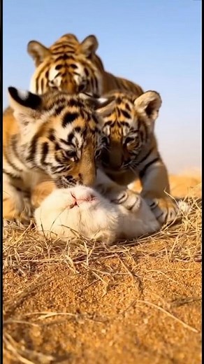 Tiger Cubs Mourn Silent Kitten 💔 Unbelievable Compassion in the Wild!