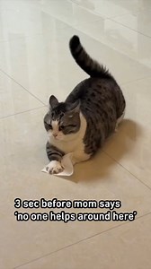 I'm helping! #housework #cat #9gag | 9GAG Vibes
