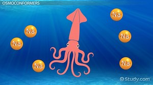 Osmoregulation | Overview, Definition & Examples