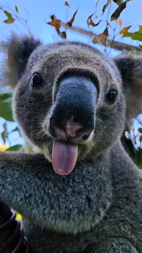 Say Aaahh! 👅 From ultra-long tongues designed for reaching deep into flowers (or noses 🤭), to rough, bristled surfaces perfect for grooming, animal tongues are incredibly diverse. Each species has evolved unique tongue adaptations for feeding, tasting, cleaning, and even thermoregulation. #ForTheWild #Taronga #Sydney #Animal #Tongue #WildlifeScience #Grooming #Adaptations | Taronga Zoo Sydney
