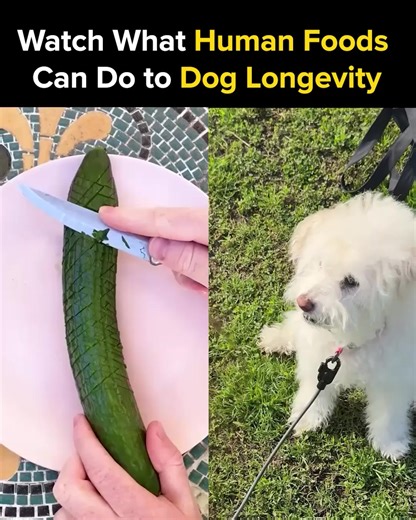 🐶💥 Think you know everything about your dog's health? So did I—until Dr. Marty opened my eyes. This 1-minute quiz will transform how you care for your dog’s health and lifespan. Get your dog’s custom Canine Health Profile now 👉 rebrand.ly/qzdrm | Dr. Marty Pets