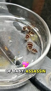 We Found So Many Baby Assassin Snails Today #assasinsnail #aquariumsnails #fishkeeping | Jovanie Tampus Delos Santos