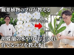 【観葉植物のプロが教える】胡蝶蘭のお手入れ方法や水やりについて解説します！お片付け方法も #ユニバーサル園芸社