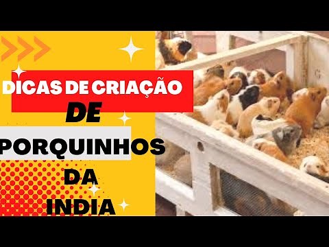 Porquinho da índia Tudo Sobre Criação
