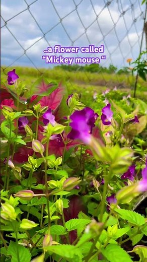 Mickey Mouse flower 🌸 #philippines #cebu #farming #music #rock #nostalgia #80smusic #dj #shorts