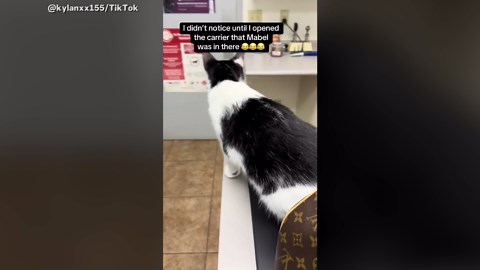 Woman Takes Cat To Vet, Gets A Shock When She Opens Carrier