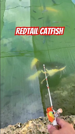 Giant Redtail Catfish
