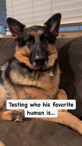 84K views · 1.8K reactions | Talking to my ANNOYED German shepherd #germanshepherd #germanshepherdpuppy #germanshepherdsofinstagram #gsd #gsdofinstagram #gsdpuppy #reels #reels2024 #reelsfbviral | Zeus and Luna | Facebook