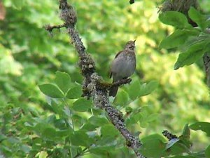 Swainson's Thrush song