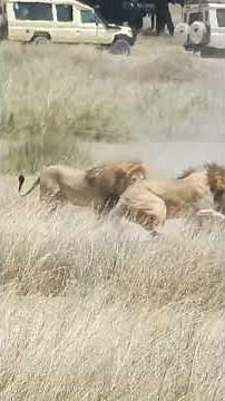 4 Lions Gang Up on One Lion in Fierce Battle