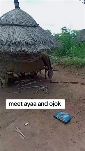 Lubanga ngeyo (@engineer.opiyo.sa)’s videos with Gang Ber - Eddy wizzy