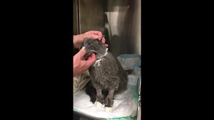 4.4K views · 188 reactions | Here is the follow up to the neurologic...