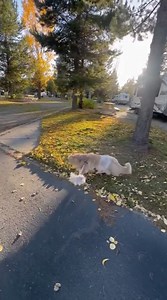 190K views · 10K reactions | Windy Walk  | Fisher The Maine Coon | Facebook