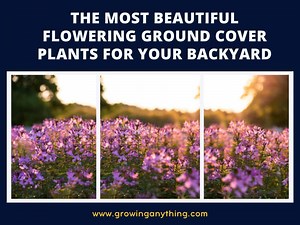 The 20 Most Beautiful Flowering Ground Cover Plants For Your Backyard