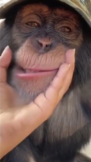 “Ekspresi Ketawa Monyet Ini Bikin Ikut Ngakak Tanpa Alasan 🤣🐒”#hewanlucu