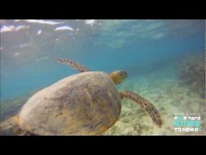 THE HAWAIIAN GREEN SEA TURTLE ( THE HONU ) HD "Waydes World Hawaii"