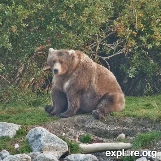 Lawd, she’s comin’. Slowly. Maybe. Eventually. Fat Bear Week may be a race, but she’s in no hurry. | explore.org