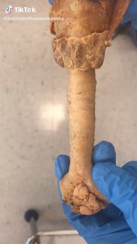 THE TRACHEA!! Subscribe to us on YouTube for longer videos. #breathing #humanbody #humananatomy #funfacts