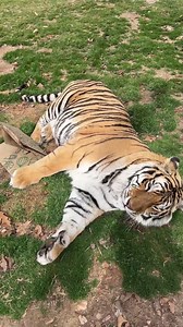 27K views · 5.5K reactions | Poncho Tiger had fun playing with his box and now that it is sufficiently smashed, it is CATNAP TIME! #tiger #tigers #bigcats #TCWR #TurpentineCreek #GFAS #GlobalFederationAnimalSanctuaries #RescueToRefuge #Sanctuary #BigCat #Cats #refuge #catvideo #catvideos #reels #shorts #shortvideo | Turpentine Creek Wildlife Refuge | Facebook