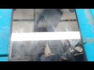 LG K51s DESLIGOU DO NADA E NÃO LIGA MAIS ?