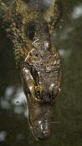 Alligator closeup clear water #alligator #closeup #clear #water #wild #nature #wildlife HA39272 | HAWI Studios