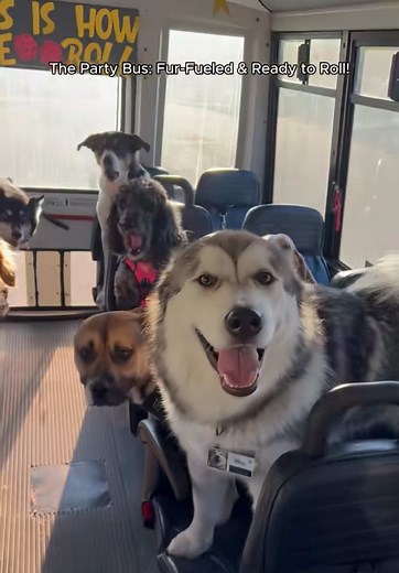 Bus Powered by Happy Puppies: Doggy Daycare Shuttle