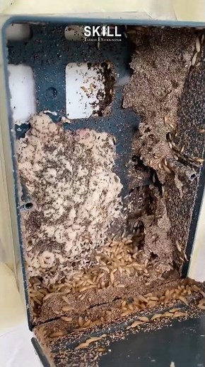 How Termite Baiting System Work ?