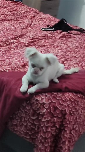 Videos de Maura Ossandon (@maura.ossandon) con “sonido original - Lunita 🐾”