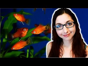 Platy Fish Care Guide: Beginner Aquarium Fish