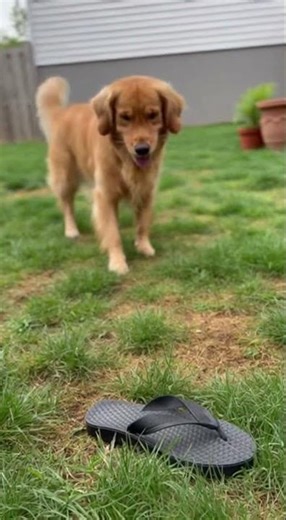 Golden Retriever Shocked by Sneaky Toy Sound! 😂🐕#GoldenRetriever #FunnyDog #PetComedy