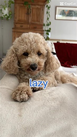 Rosie is on a nature documentary! 😂 #shorts #puppy #cockapoo #dogshorts #cutedog