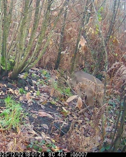 Roe Deer Feeding by Day & Piglets at Night 113