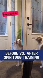 Distracting your reactive dog DOES NOT always work. Redirection is...