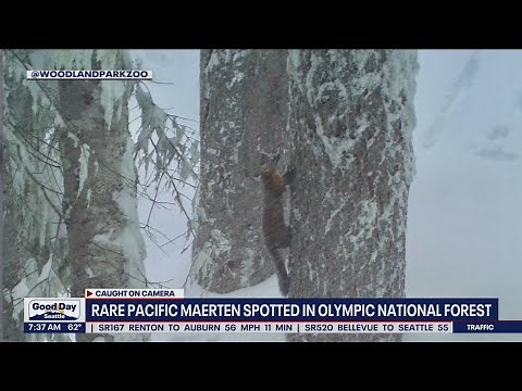 Rare Pacific Marten spotted in Olympic National Forest | FOX 13 Seattle